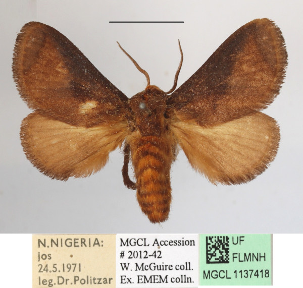 /filer/webapps/moths/media/images/P/pyrosomoides_Teinorhyncha_A_MGCLa_01.JPG