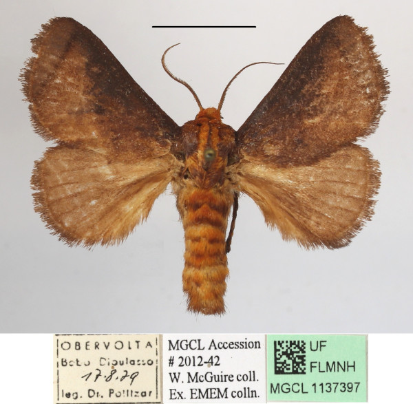 /filer/webapps/moths/media/images/P/pyrosomoides_Teinorhyncha_A_MGCLa_02.JPG