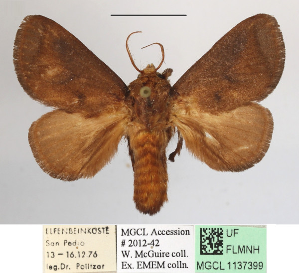 /filer/webapps/moths/media/images/P/pyrosomoides_Teinorhyncha_A_MGCLa_03.JPG