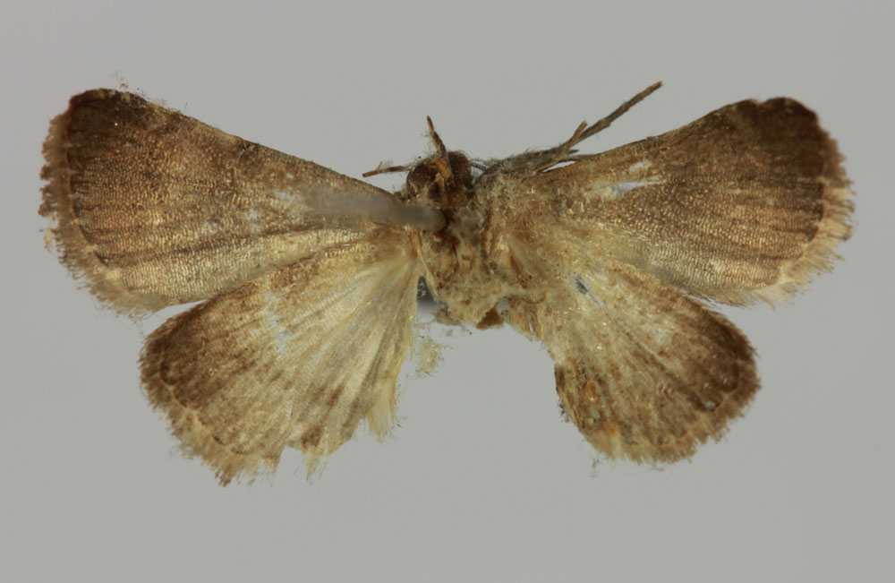 /filer/webapps/moths/media/images/P/pyrosticta_Eublemma_HT_MNHNb.jpg