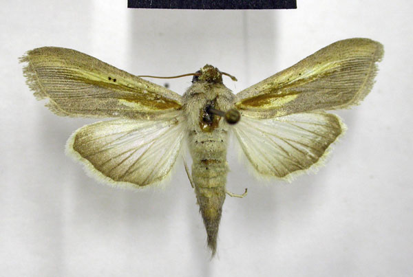 /filer/webapps/moths/media/images/P/pyrostrota_Cucullia_AM_TMSA.jpg