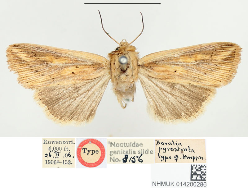 /filer/webapps/moths/media/images/P/pyrostrota_Leucania_HT_BMNH.jpg