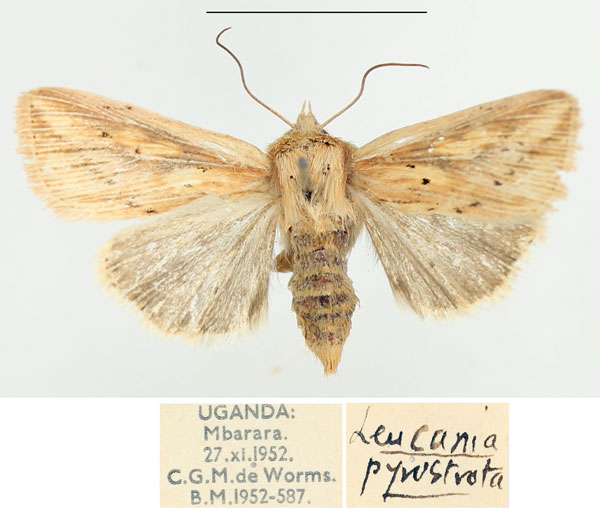 /filer/webapps/moths/media/images/P/pyrostrota_Mythimna_AF_BMNH.jpg