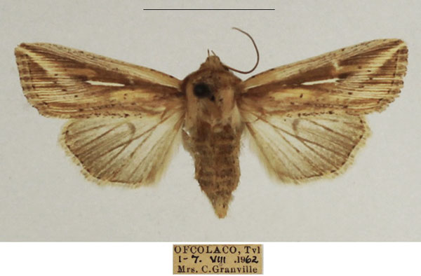 /filer/webapps/moths/media/images/P/pyrostrota_Mythimna_AF_TMSA_01.jpg
