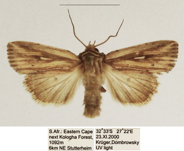 /filer/webapps/moths/media/images/P/pyrostrota_Mythimna_AM_TMSA_01.jpg