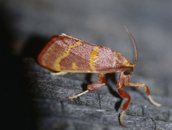 /filer/webapps/moths/media/images/P/pyroxantha_Bostra_A_Roland_01.jpg