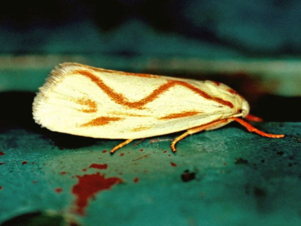 /filer/webapps/moths/media/images/P/pyrozancla_Gymnogramma_A_Roland_01.jpg