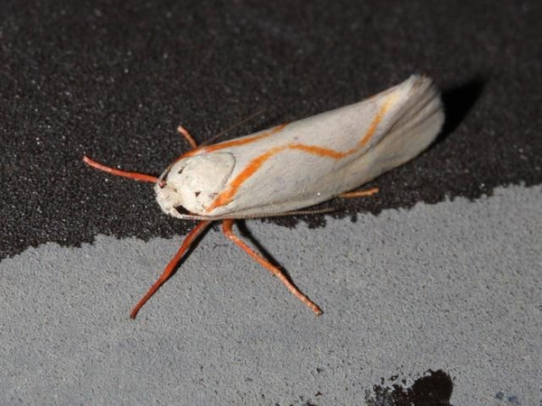 /filer/webapps/moths/media/images/P/pyrozancla_Gymnogramma_A_Roland_03.jpg