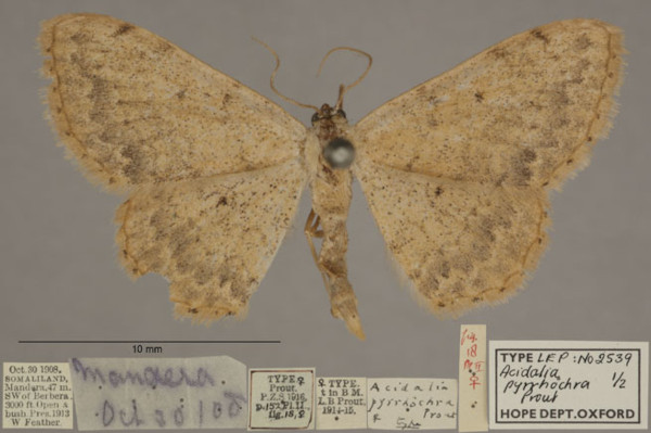 /filer/webapps/moths/media/images/P/pyrrhochra_Scopula_PTF_OUMNHa_01.jpg