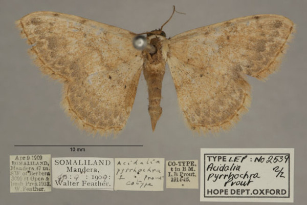 /filer/webapps/moths/media/images/P/pyrrhochra_Scopula_PTF_OUMNHa_02.jpg