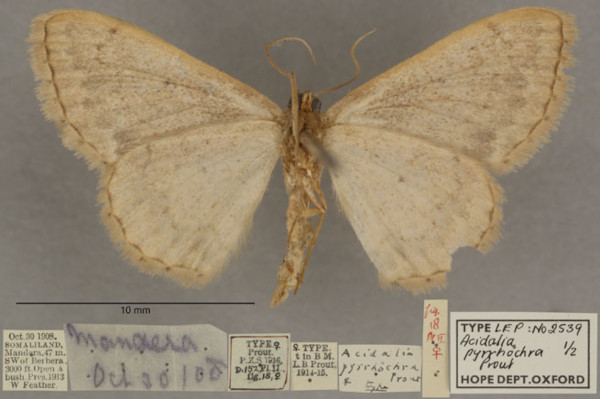 /filer/webapps/moths/media/images/P/pyrrhochra_Scopula_PTF_OUMNHb_01.jpg