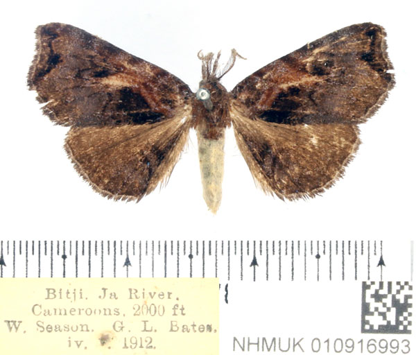 /filer/webapps/moths/media/images/P/pyrrholopha_Caryonopera_AM_BMNH.jpg