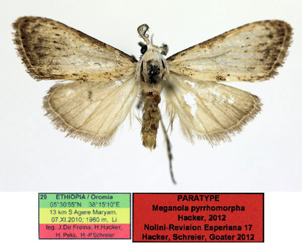 /filer/webapps/moths/media/images/P/pyrrhomorpha_Meganola_PT_Aulombard_01_yJhbuPf.jpg