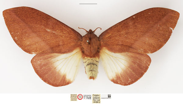 /filer/webapps/moths/media/images/P/pyrsocoma_Pachypasa_HT_NHMUK.jpg