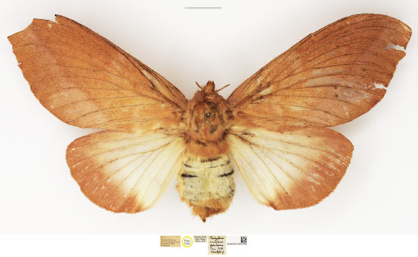 /filer/webapps/moths/media/images/P/pyrsocoma_Pachypasa_PTF_NHMUK_01.jpg