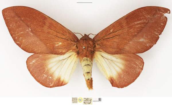 /filer/webapps/moths/media/images/P/pyrsocoma_Pachypasa_PTF_NHMUK_02.jpg