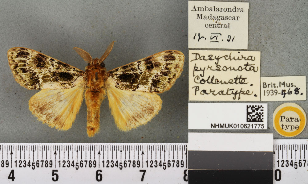 /filer/webapps/moths/media/images/P/pyrsonota_Dasychira_PTM_BMNHa.jpg
