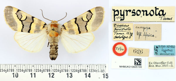 /filer/webapps/moths/media/images/P/pyrsonota_Diaphone_HT_BMNH.jpg