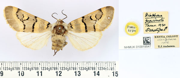 /filer/webapps/moths/media/images/P/pyrsonota_Diaphone_PT_BMNH.jpg