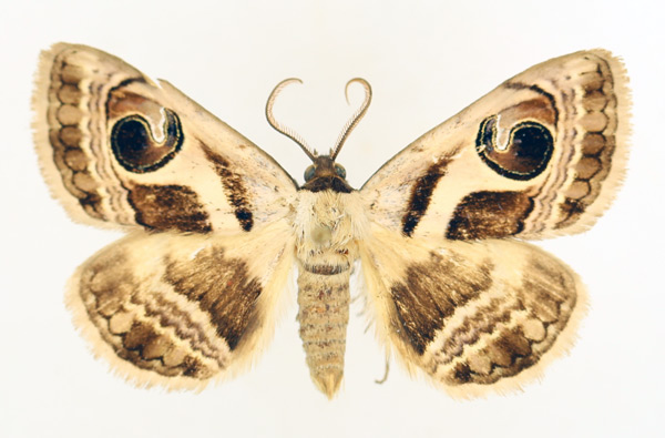 /filer/webapps/moths/media/images/P/pyrula_Cometaster_AM_TMSA_02.jpg