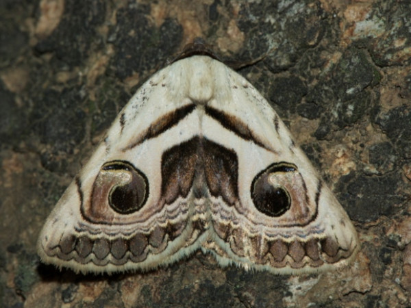 /filer/webapps/moths/media/images/P/pyrula_Cometaster_A_DeBeer.jpg