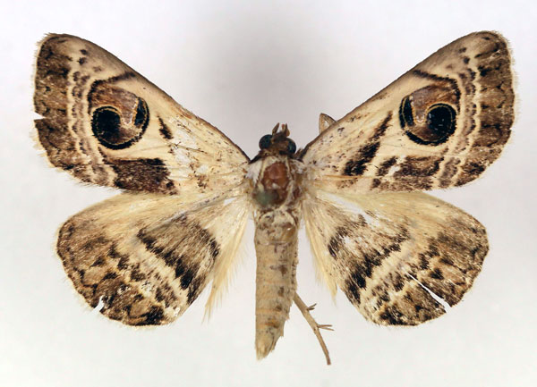 /filer/webapps/moths/media/images/P/pyrula_Cometaster_A_RMCA.jpg