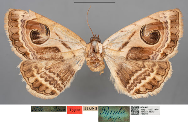 /filer/webapps/moths/media/images/P/pyrula_Spirama_HT_MfNa.jpg