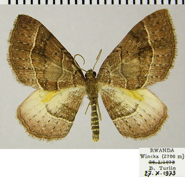 /filer/webapps/moths/media/images/P/pythia_Asthenotricha_AM_ZSMa.jpg