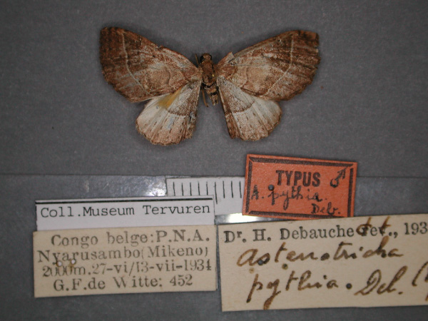 /filer/webapps/moths/media/images/P/pythia_Asthenotricha_HT_RMCA_01.jpg