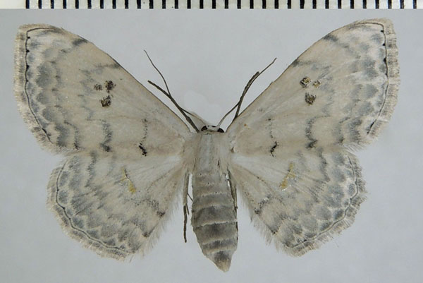 /filer/webapps/moths/media/images/P/pythiaria_Somatina_AF_ZSM.jpg