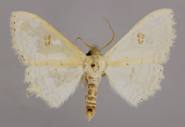 /filer/webapps/moths/media/images/P/pythiaria_Somatina_A_ZSM_01.jpg