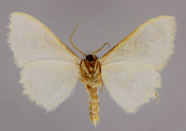/filer/webapps/moths/media/images/P/pythiaria_Somatina_A_ZSM_02.jpg