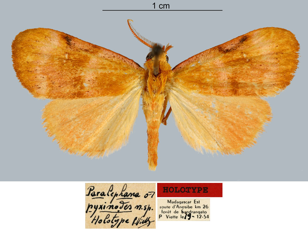 /filer/webapps/moths/media/images/P/pyxinodes_Paralephana_HT_MNHN.jpg