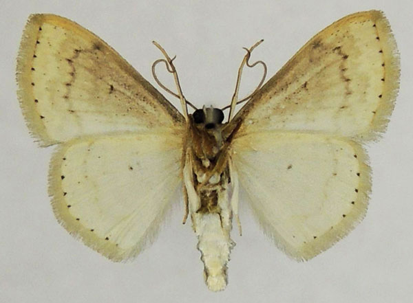 /filer/webapps/moths/media/images/Q/qaboosi_Scopula_AM_ZSMb.jpg