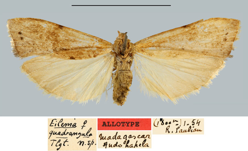 /filer/webapps/moths/media/images/Q/quadrangula_Eilema_AT_MNHN.jpg