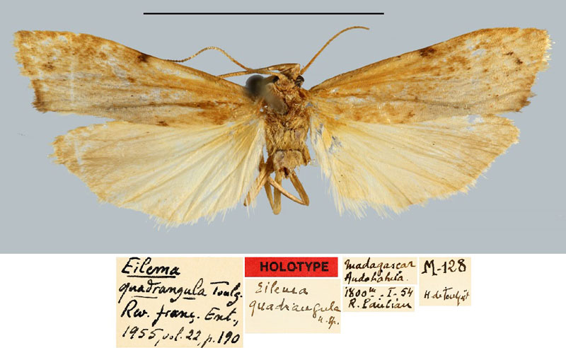 /filer/webapps/moths/media/images/Q/quadrangula_Eilema_HT_MNHN.jpg