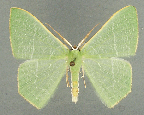 /filer/webapps/moths/media/images/Q/quadraria_Thalassodes_AM_TMSA.jpg