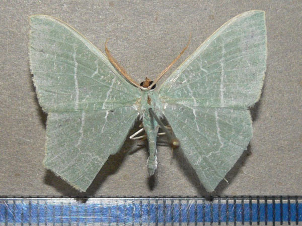/filer/webapps/moths/media/images/Q/quadraria_Thalassodes_A_Goff.jpg