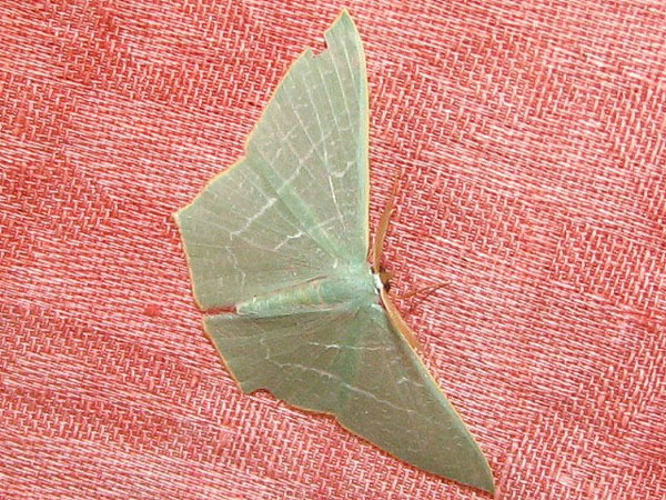 /filer/webapps/moths/media/images/Q/quadraria_Thalassodes_A_Goff_01.jpg