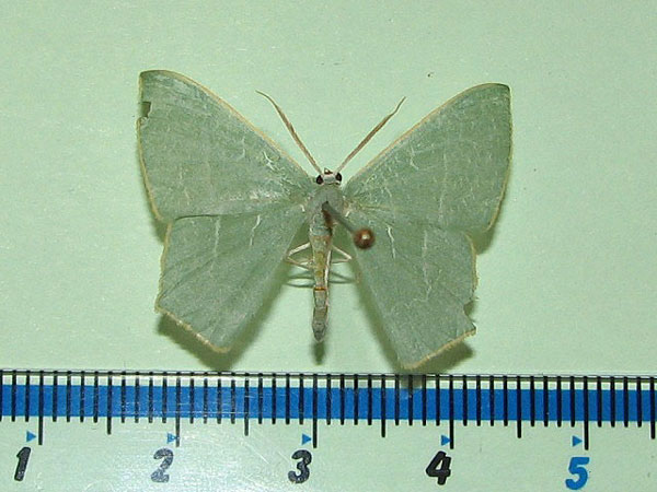 /filer/webapps/moths/media/images/Q/quadraria_Thalassodes_A_Goff_02.jpg