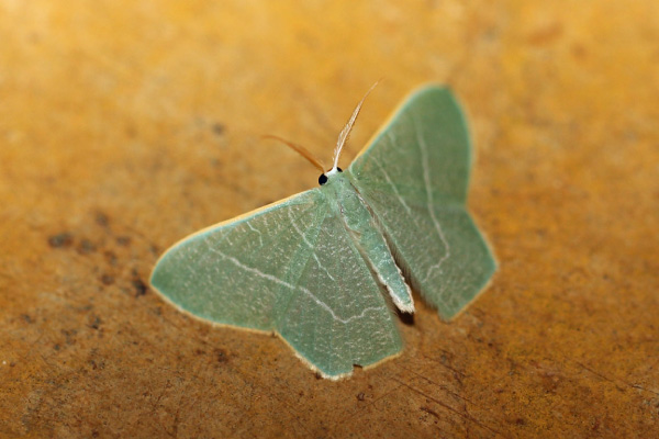 /filer/webapps/moths/media/images/Q/quadraria_Thalassodes_A_Voaden.jpg