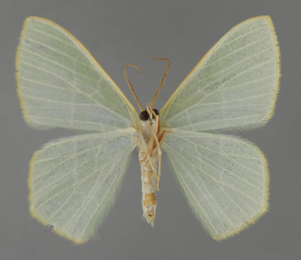 /filer/webapps/moths/media/images/Q/quadraria_Thalassodes_A_ZSM_02.jpg