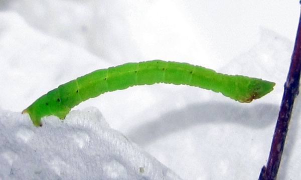 /filer/webapps/moths/media/images/Q/quadraria_Thalassodes_C_Bippus.jpg