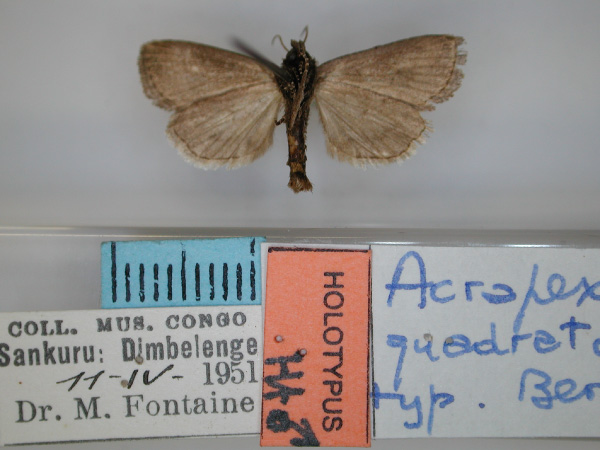 /filer/webapps/moths/media/images/Q/quadrata_Acrapex_HT_RMCA_02.jpg