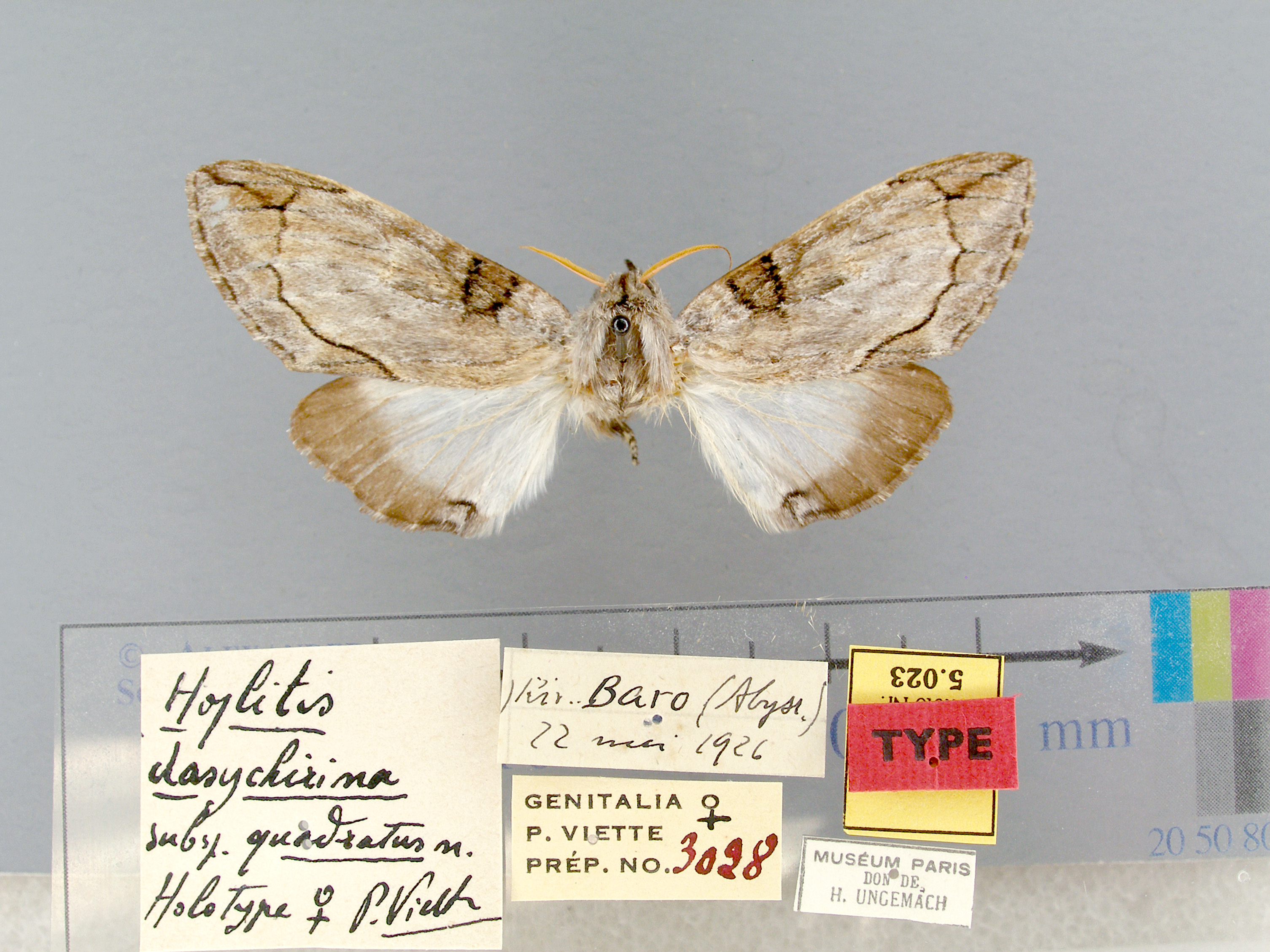 /filer/webapps/moths/media/images/Q/quadratus-Afroplitis-5023f-HT-Abyssinien.jpg