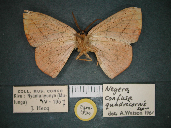 /filer/webapps/moths/media/images/Q/quadricornis_Negera_PT_RMCA_02.jpg