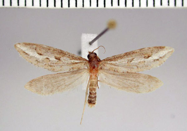 /filer/webapps/moths/media/images/Q/quadricornis_Prototheora_AM_TMSA.jpg