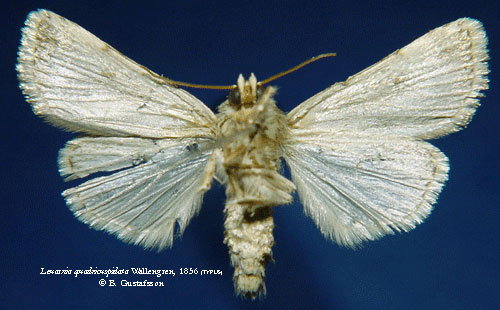 /filer/webapps/moths/media/images/Q/quadricuspidata_Leucania_HT_SNHMb.jpg