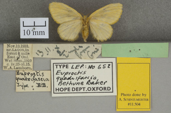 /filer/webapps/moths/media/images/Q/quadrifasciata_Euproctis_HTF_OUMNHb_01.jpg
