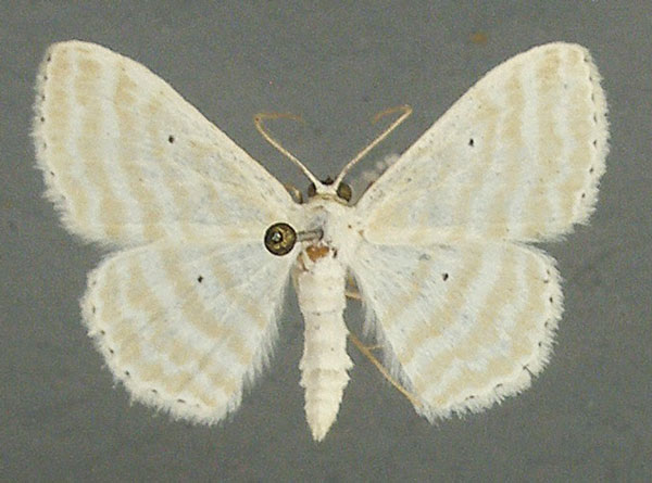 /filer/webapps/moths/media/images/Q/quadrifasciata_Scopula_AF_TMSA.jpg